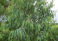 Eucalyptus Globulus น้ำมันพืชธรรมชาติ 8000 48 4 ของเหลวไม่มีสีถึงสีเหลืองอ่อน
